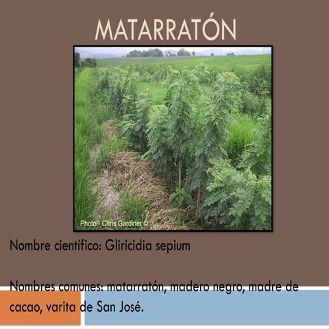 presentacion-del-matarraton_compress.pdf