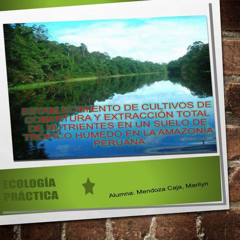 Establecimiento de cultivos de cobertura EN AMAZONAS