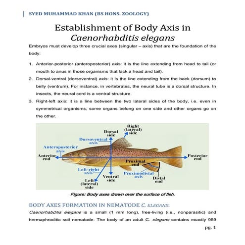 Establishment of Body Axis in Caenorhabditis elegans