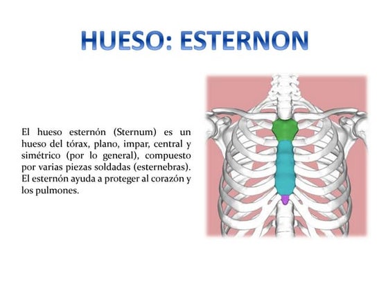 Anatomia hueso frontal | PPT