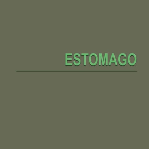 Estomago