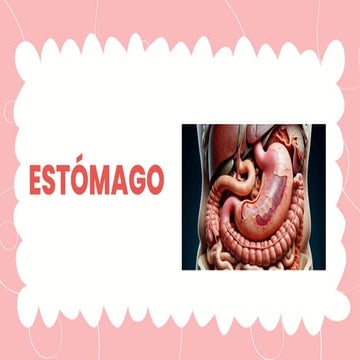 ESTÓMAGO ANATOMÍA PRESENTACION COMPLETA.pdf