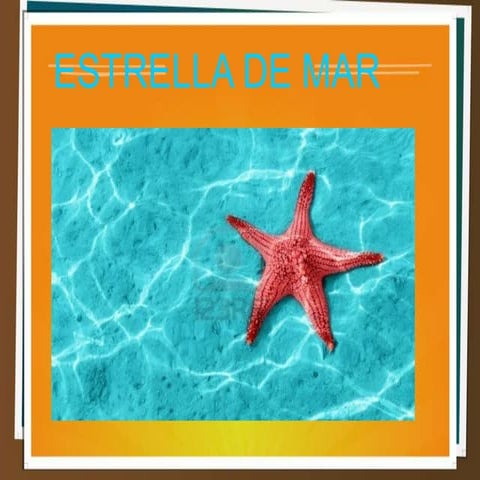 Estrella de mar 