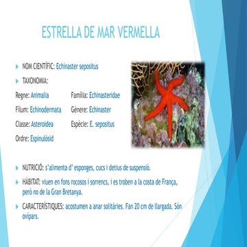 ESTRELLA DE MAR VERMELLA