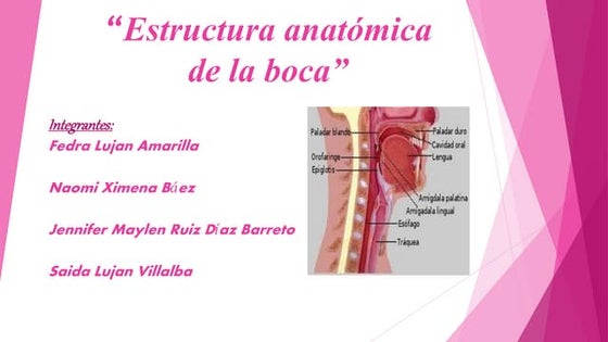 Anatomia oral y dental | PPT