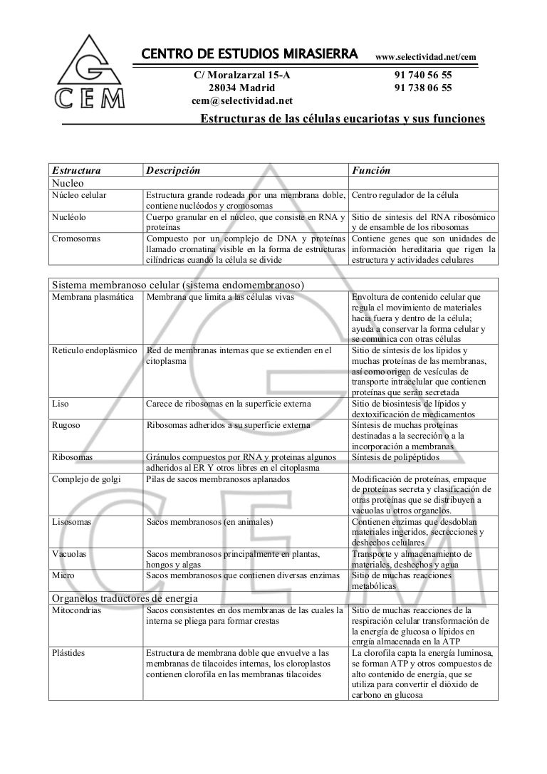 Estructura De La Celula Eucariotas Y Sus Funciones