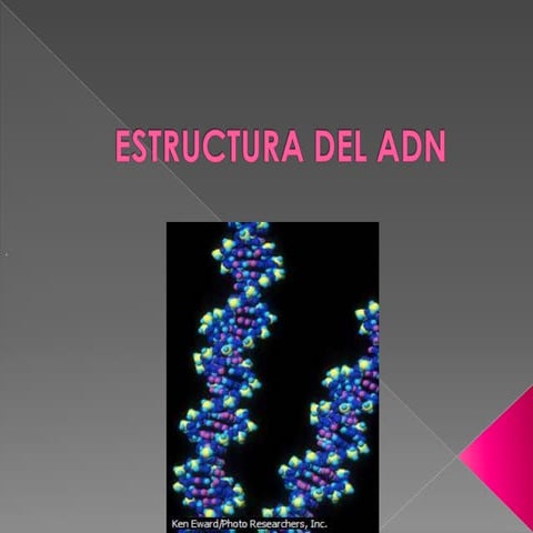 ADN estructura | PPTX