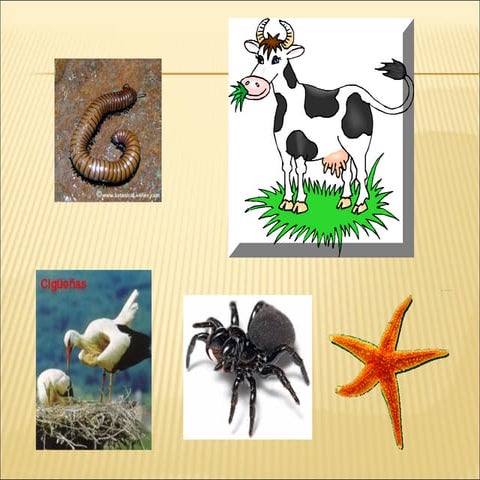 Estructura interna del cuerpo de un animal