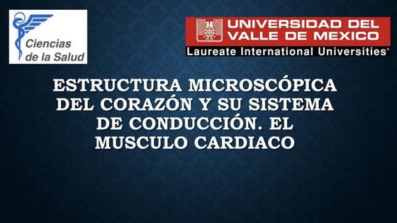 Laminas de la anatomia del corazón- Netter | PDF