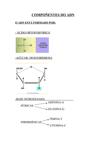 Estrutura do adn