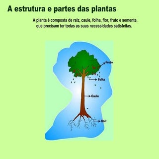 Estrutura e partes das plantas
