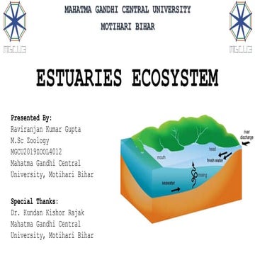 Estuaries ecosystem