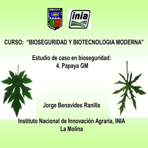 Estudio caso bioseguridad papaya gm