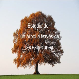 Estudio de un árbol a través de las...