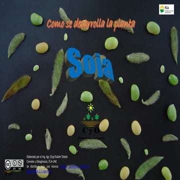 Etapas de desarrollo del cultivo de soja