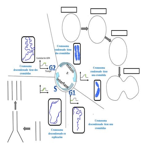 Etapas del ciclo celular. PowerPoint para segundo Medio, biología.
