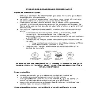 Etapas del desarrollo embrionario
