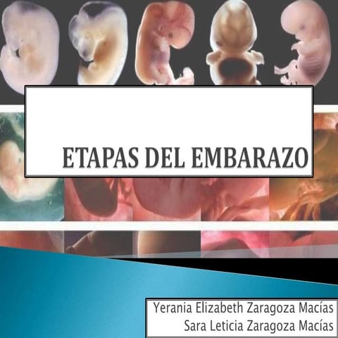 Etapas del embarazo