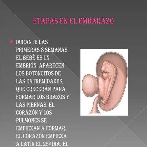 Etapas en el embarazo
