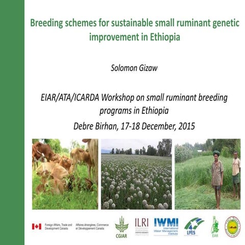 Breeding schemes for sustainable small ruminant genetic improvement in Ethiopia