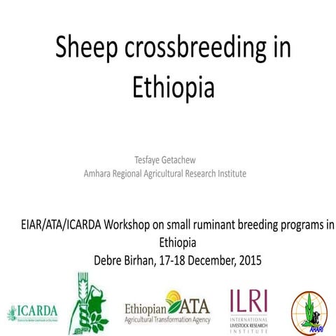 Sheep crossbreeding in Ethiopia