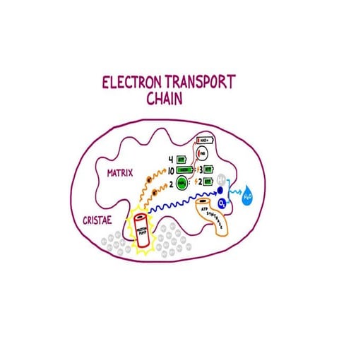 Etc.pptx. Electron Chain Transport part 2 | PPTX