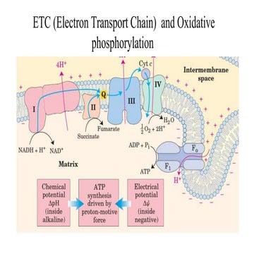 _ETC and  Oxidative phosphorylation.pptx