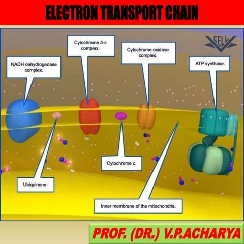 Etc and oxidative phosphorylation