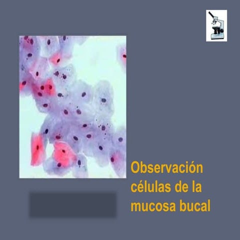 Práctica 3 Observación de células