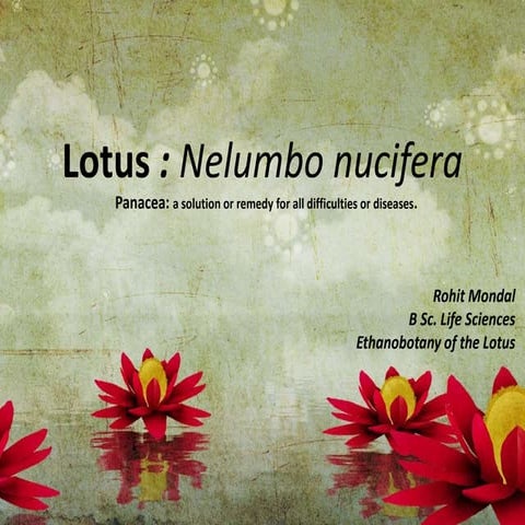 Ethnobotany of Lotus