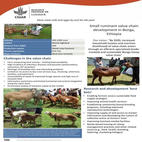 Small ruminant value chain development in Bonga, Ethiopia
