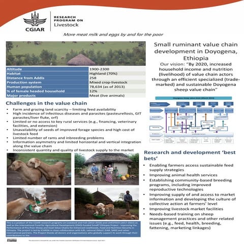 Small ruminant value chain development in Doyogena, Ethiopia