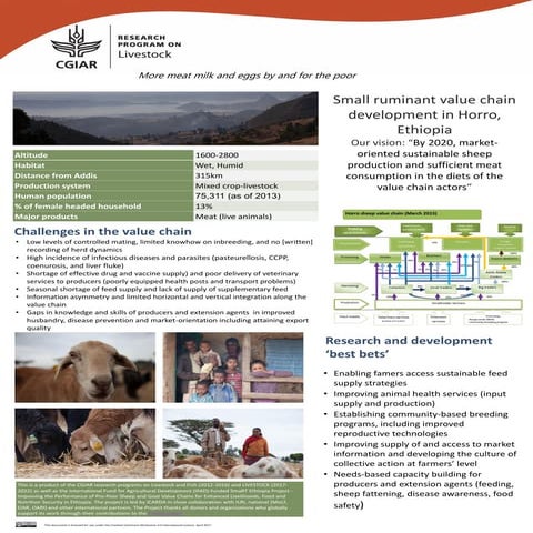 Small ruminant value chain development in Horro, Ethiopia