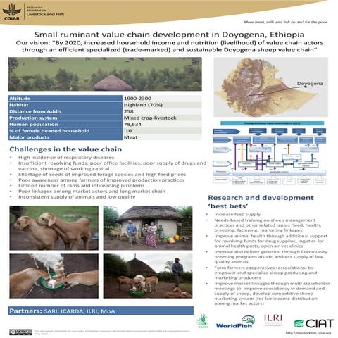 Small ruminant value chain development in Doyogena, Ethiopia