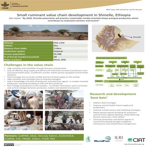 Small ruminant value chain development in Shinelle, Ethiopia