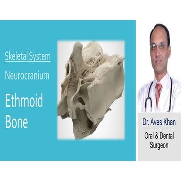 Skeletal System:- Neurocranium - Ethmoid bone