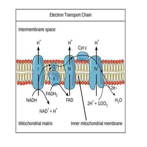 Electron Transport Chain