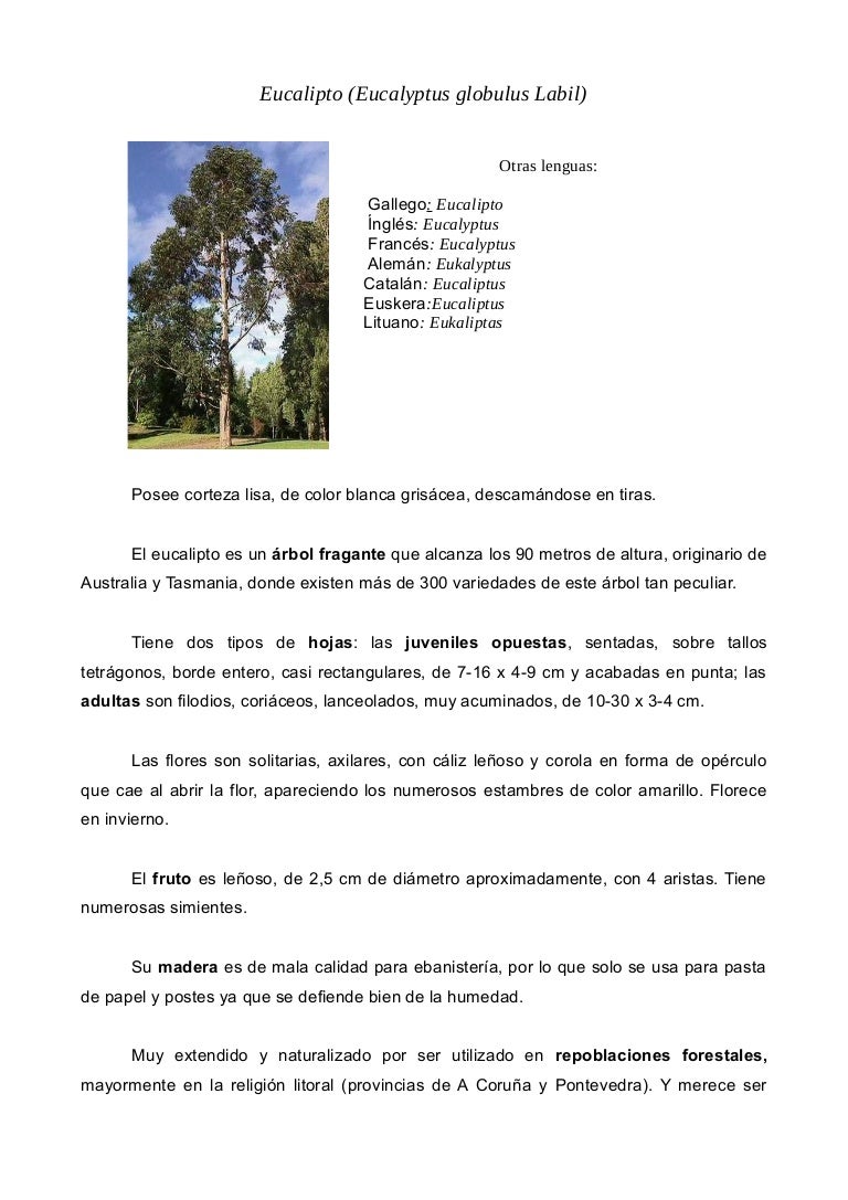 Despertar bosquejo Alrededores hojas de eucalipto en ingles Melódico administrar Varios