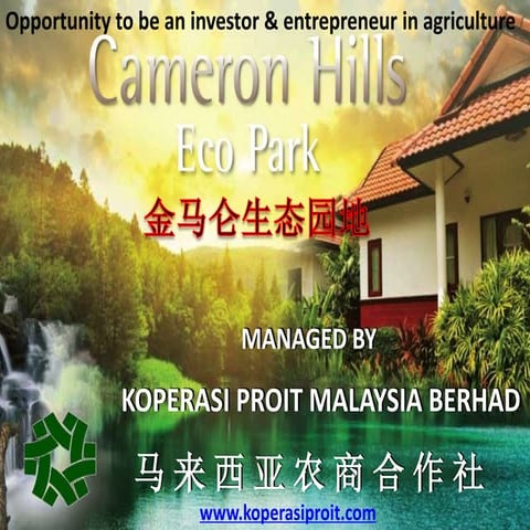 Eucalyptus eurograndis 23.06.3012