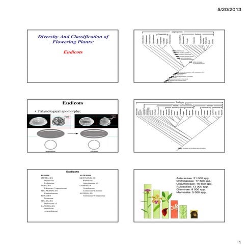 Eudicots summer2013 [compatibility mode]