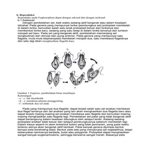 EUGLENOPHYTA.docx
