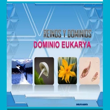 Dominio Eukarya | PDF