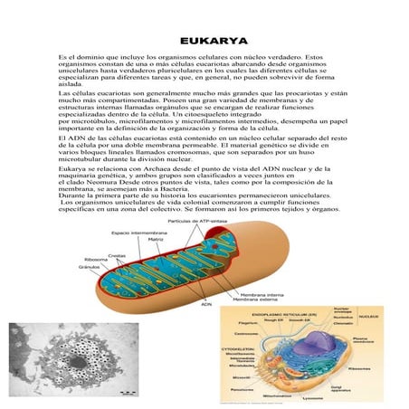 Eukarya | DOC