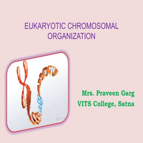 Eukaryotic chromosomal organization