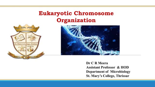 Eukaryotic Chromosome Organisation