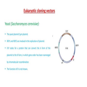 Eukaryotic cloning vector for genetic diversity analysis