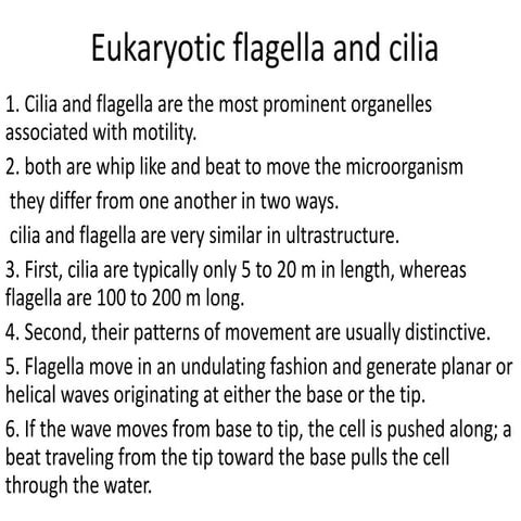 Eukaryotic flagella and cilia