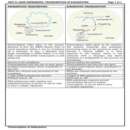 Eukaryotic transcription 
