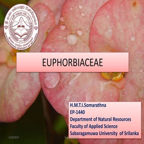Euphorbiaceae