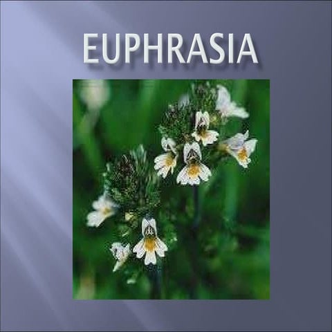 Euphrasia